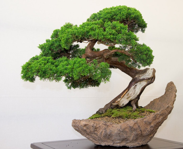 bonsai-999966