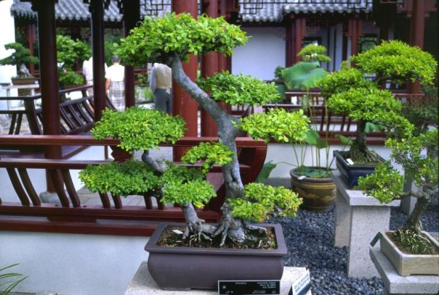 new-bonsai-tips