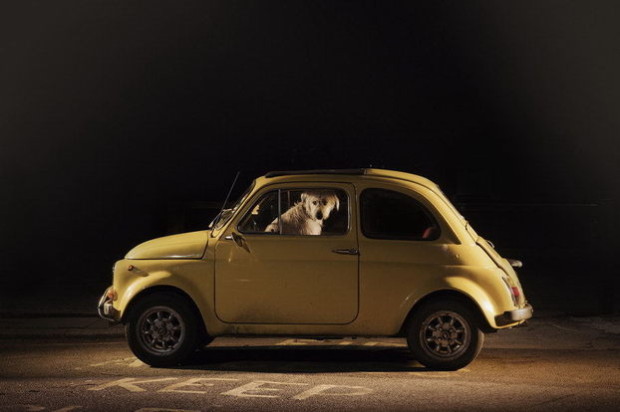 main_the-silence-of-dogs-in-cars-by-martin-usborne-08