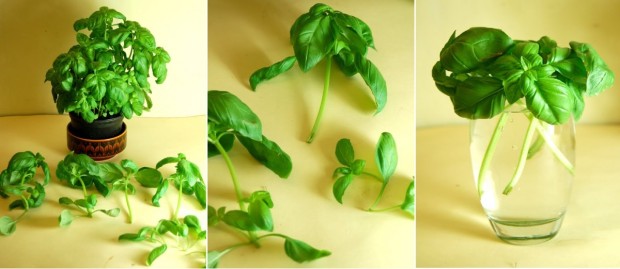 basil1-1200x522_c