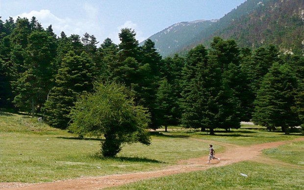 Πάντα ιδανική για παιχνίδι μέσα στα έλατα, η Αρβανίτσα είναι η πιο γνωστή στάση στην καρδιά του Ελικώνα. (Φωτογραφία: Βασιλική Κεράστα)