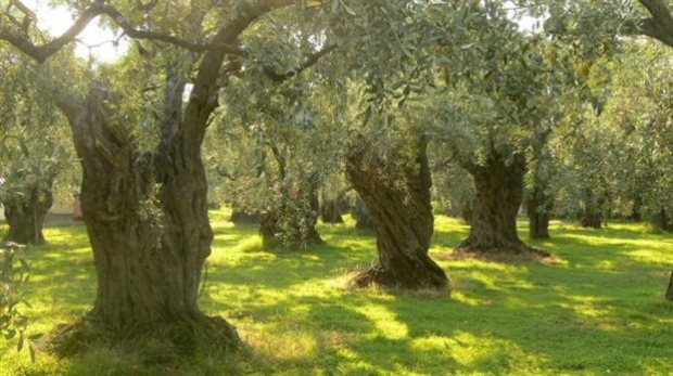 Εκτός από ελαιόδεντρα, το βακτήριο προσβάλλει δεκάδες ακόμα είδη 