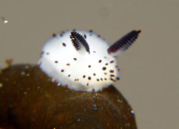 sea-bunny-jorunna-parva.jpg.662x0_q70_crop-scale