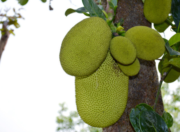 Jackfruit