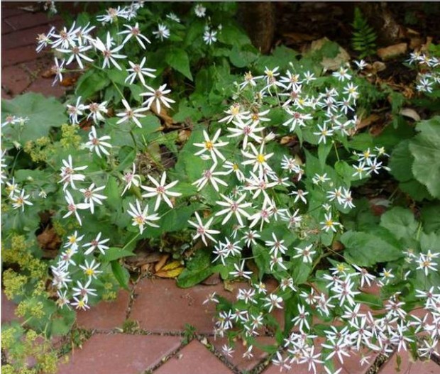 Αστήρ (Aster Divaricatis )