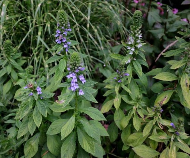 Λοβέλια (Lobelia Siphilitica)