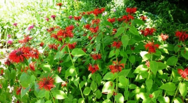 Monarda