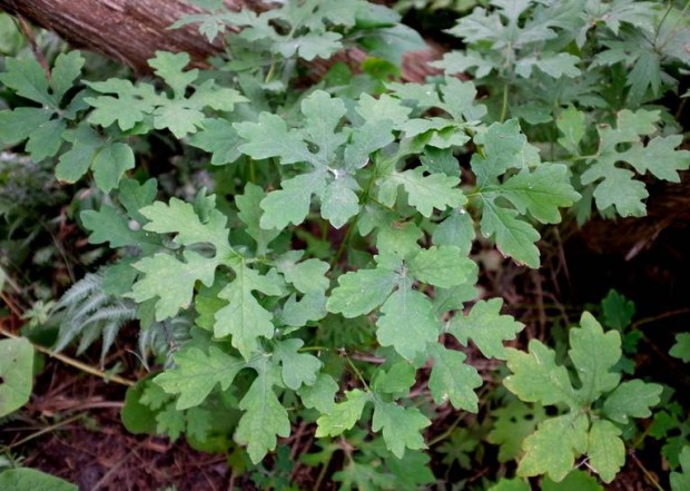 Παπαρούνα του δάσους (Stylophorum diphyllum)