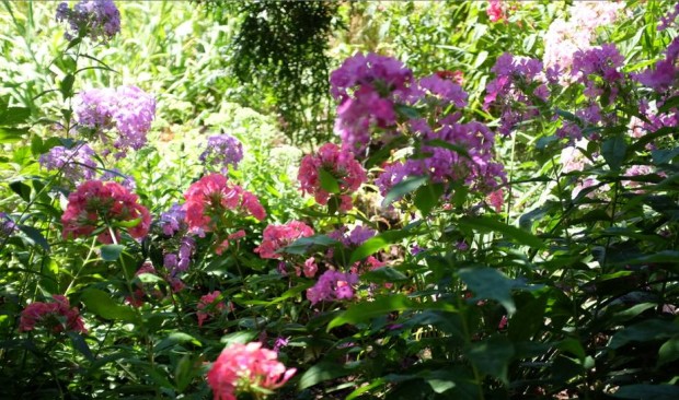 Φλόγα η ανθηλοφόρος (Phlox, Paniculata)