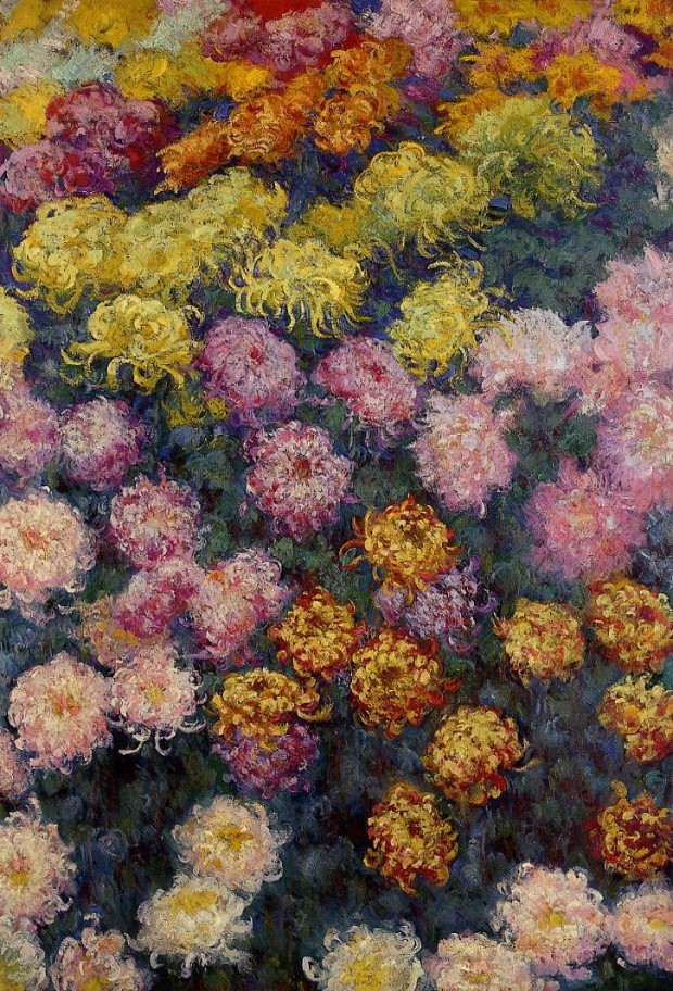 568976_bed-of-chrysanthemums (3)