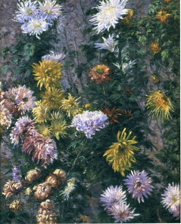 569006_white-and-yellow-chrysanthemums-1893