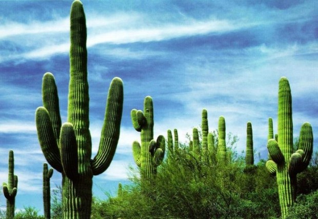 cacti-exafanisi-125773-696x480