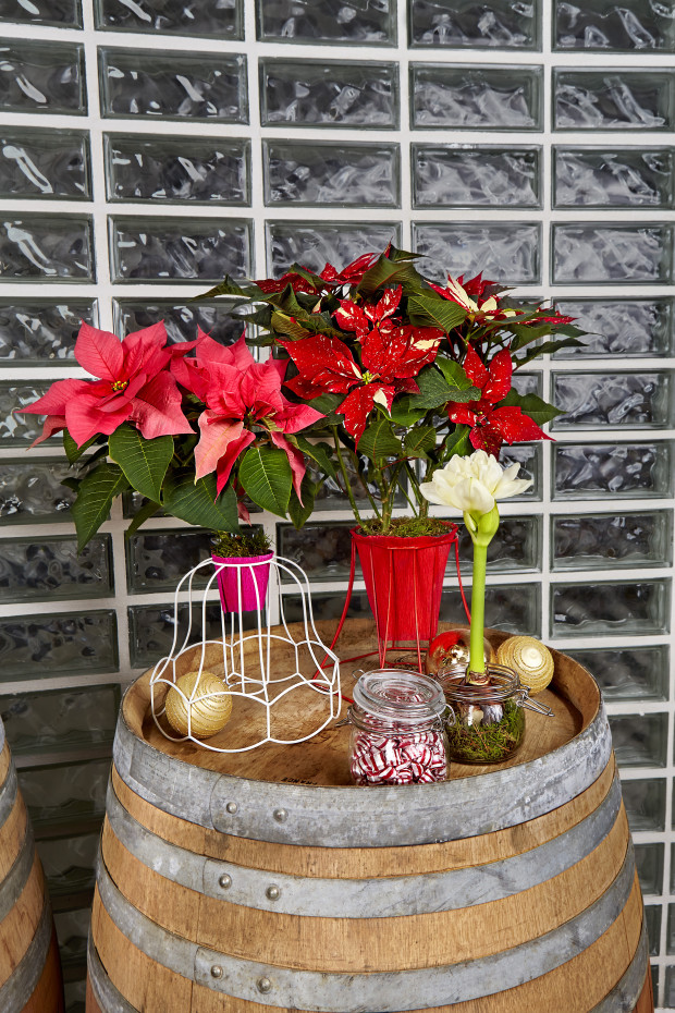 2015-poinsettia-diy-lampshade-07-en