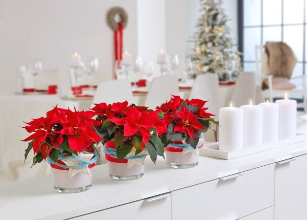 2015_poinsettia_sideboard_02low