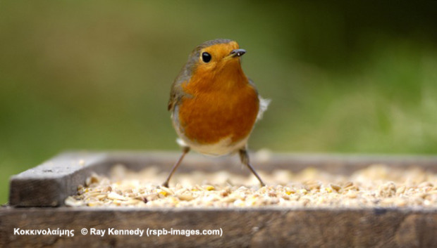 Robin, Erithacus rubecula, on bird table in garden. Co. Durham. October.