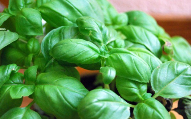 basil