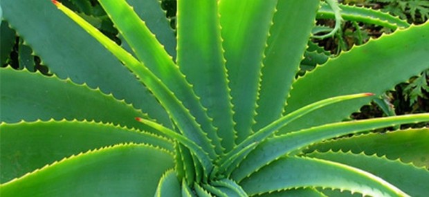 projekt_aloevera-780x358