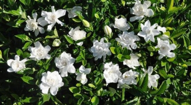 Gardenia-jasminoides-696x385