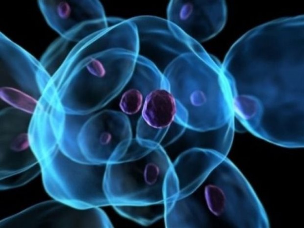 Εντυπωσιακό επίτευγμα στην έρευνα των βλαστοκυττάρων