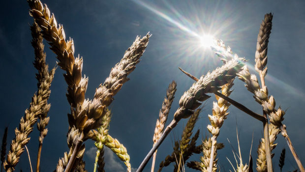 epaselect epa05436590 Crops on a field in front of a clear sky in Bad Vilbel, Germany, 22 July 2016. Due to expected rains during the weekend in South Hesse, the farmers will have to wait for dry days in order to continue the harvest.  EPA/FRANK RUMPENHORST