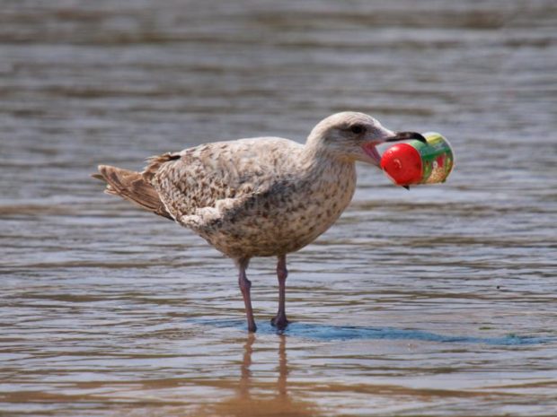 seabirdplastic